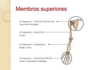 Membros superiores

 