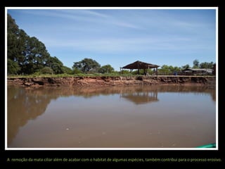 A remoção da mata ciliar além de acabar com o habitat de algumas espécies, também contribui para o processo erosivo.

 