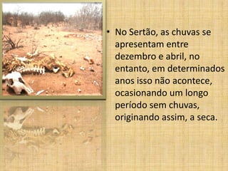 • No Sertão, as chuvas se
apresentam entre
dezembro e abril, no
entanto, em determinados
anos isso não acontece,
ocasionando um longo
período sem chuvas,
originando assim, a seca.

 