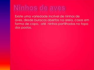Existe uma variedade incrível de ninhos de
aves, desde buracos abertos na areia, casas em
forma de copo, até ninhos partilhados no topo
dos postos.

 