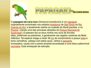 O papagaio-de-cara-roxa (Amazona brasiliensis) é um papagaio
originalmente encontrado nos estados brasileiros de São Paulo ao Rio
Grande do Sul, e atualmente restrito ao sudeste do litoral paulista, e no
Paraná, virando uma das principais atrações do Parque Nacional de
Superagüi[1].O pássaro faz os seus ninhos nos ocos de árvores
altas, preferindo as palmeiras, e geralmente nas regiões costeiras da Mata
Atlântica. Tal espécie chega a medir 36 cm de comprimento e possui testa e
loros vermelhos, cabeça com lados azuis, vértice e garganta
arroxeados, cauda com a ponta amarelo-esverdeada e uma faixa subterminal
vermelha. Está ameaçado de extinção.

 