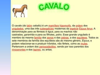 O cavalo (do latim caballu) é um mamífero hipomorfo, da ordem dos
ungulados, uma das três subespécies modernas da espécie Equus ferus. A
denominação para as fêmeas é égua, para os machos não
castrados, garanhão e para os filhotes, potro. Esse grande ungulado é
membro da mesma família dos asnos e das zebras, a dos equídeos. Todos os
sete membros da família dos equídeos são do mesmo gênero, Equus, e
podem relacionar-se e produzir híbridos, não férteis, como as mulas.
Pertencem a ordem dos perissodáctilos, sendo por isso parentes dos
rinocerontes e dos tapires, ou antas.

 