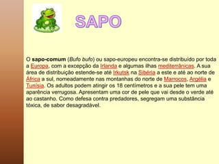 O sapo-comum (Bufo bufo) ou sapo-europeu encontra-se distribuído por toda
a Europa, com a excepção da Irlanda e algumas ilhas mediterrânicas. A sua
área de distribuição estende-se até Irkutsk na Sibéria a este e até ao norte de
África a sul, nomeadamente nas montanhas do norte de Marrocos, Argélia e
Tunísia. Os adultos podem atingir os 18 centímetros e a sua pele tem uma
aparência verrugosa. Apresentam uma cor de pele que vai desde o verde até
ao castanho. Como defesa contra predadores, segregam uma substância
tóxica, de sabor desagradável.

 