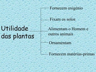 Fornecem oxigénio
Fixam os solos

Utilidade
das plantas

Alimentam o Homem e
outros animais

Ornamentam
Fornecem matérias-primas

 