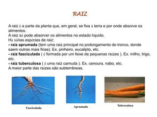 RAIZ
A raiz é a parte da planta que, em geral, se fixa à terra e por onde absorve os
alimentos.
A raiz só pode absorver os alimentos no estado líquido.
Há várias espécies de raiz:
- raiz aprumada (tem uma raiz principal no prolongamento do tronco, donde
saem outras mais finas). Ex. pinheiro, eucalipto, etc.
- raiz fasciculada ( é formada por um feixe de pequenas raízes ). Ex. milho, trigo,
etc.
- raiz tuberculosa ( é uma raiz carnuda ). Ex. cenoura, nabo, etc.
A maior parte das raízes são subterrâneas.

Fasciculada

Aprumada

Tuberculosa

 