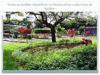 Visita ao jardim: identificar os fatores vivos e não vivos do
jardim.
 