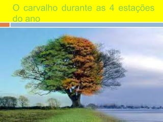 O carvalho durante as 4 estações
do ano
 