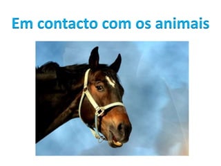 Em contacto com os animais