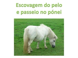 Escovagem do pelo
e passeio no pónei
