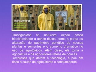 Transgênicos na natureza expõe nossa
biodiversidade a sérios riscos, como a perda ou
alteração do patrimônio genético de nossas
plantas e sementes e o aumento dramático no
uso de agrotóxicos. Além disso, ela torna a
agricultura e os agricultores reféns de poucas
empresas que detêm a tecnologia, e põe em
risco a saúde de agricultores e consumidores.
 