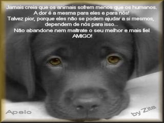 projeto nossos amigos,  os animais