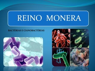 REINO MONERA 
BACTÉRIAS E CIANOBACTÉRIAS 
 