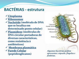 BACTÉRIAS - estrutura 
 Citoplasma 
 Ribossomos 
Nucleóide (molécula de DNA 
que se localiza em 
determinado ponto celular) 
 Plasmídeos (moléculas de 
DNA circular portadoras de 
diversas características, 
como resistência à 
antibioticos) 
 Membrana plasmática 
Parede Celular 
(peptideoglicanos) 
Algumas bactérias podem 
apresentar: cápsula, flagelos e 
fímbrias. 
 