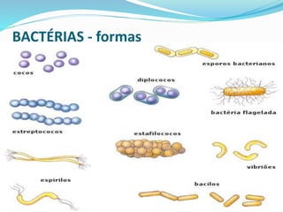BACTÉRIAS - formas 
 