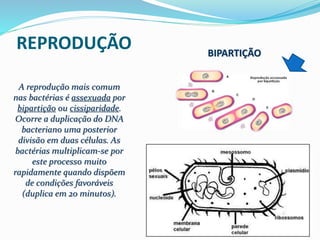 REPRODUÇÃO 
A reprodução mais comum 
nas bactérias é assexuada por 
bipartição ou cissiparidade. 
Ocorre a duplicação do DNA 
bacteriano uma posterior 
divisão em duas células. As 
bactérias multiplicam-se por 
este processo muito 
rapidamente quando dispõem 
de condições favoráveis 
(duplica em 20 minutos). 
BIPARTIÇÃO 
 