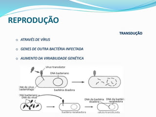 REPRODUÇÃO 
TRANSDUÇÃO 
o ATRAVÉS DE VÍRUS 
o GENES DE OUTRA BACTÉRIA INFECTADA 
o AUMENTO DA VIRIABILIDADE GENÉTICA 
 