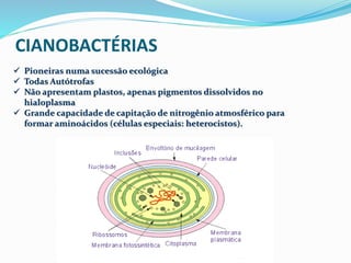 CIANOBACTÉRIAS 
 Pioneiras numa sucessão ecológica 
 Todas Autótrofas 
 Não apresentam plastos, apenas pigmentos dissolvidos no 
hialoplasma 
 Grande capacidade de capitação de nitrogênio atmosférico para 
formar aminoácidos (células especiais: heterocistos). 
 