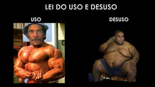 USO DESUSO 
 