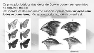 Os princípios básicos das ideias de Darwin podem ser resumidos 
no seguinte modo: 
•Os indivíduos de uma mesma espécie apresentam variações em 
todos os caracteres, não sendo, portanto, idênticos entre si. 
Tentilhões 
 