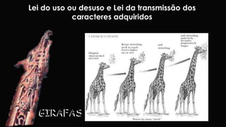 Lei do uso ou desuso e Lei da transmissão dos 
caracteres adquiridos 
GIRAFAS 
 