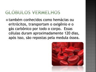 também conhecidos como hemácias ou 
eritrócitos, transportam o oxigênio e o 
gás carbônico por todo o corpo. Essas 
células duram aproximadamente 120 dias, 
após isso, são repostas pela medula óssea. 
 