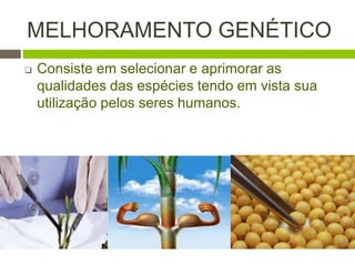 Melhoramento Genético e Transgênicos | PPTX