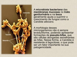 • A microbiota bacteriana das 
membranas mucosas no trato 
geniturinário e na boca 
geralmente ajuda a suprimir o 
crescimento de fungos como a 
Candida albicans. 
• A morfologia desses 
microrganismos não é sempre 
leveduriforme, podendo apresentar 
formações de pseudo-hífas, que 
são células alongadas semelhantes 
as hifas. Nessa forma, a Candida é 
resistente à fagocitose, o que pode 
ser um fator importante na sua 
patogenicidade. 
 
