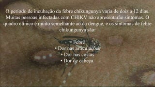 O período de incubação da febre chikungunya varia de dois a 12 dias.
Muitas pessoas infectadas com CHIKV não apresentarão sintomas. O
quadro clínico é muito semelhante ao da dengue, e os sintomas de febre
chikungunya são:
• Febre
• Dor nas articulações
• Dor nas costas
• Dor de cabeça.
 
