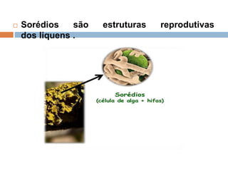  Sorédios são estruturas reprodutivas
dos liquens .
 