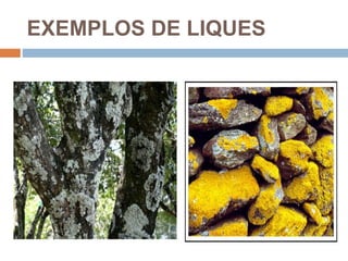 EXEMPLOS DE LIQUES
 