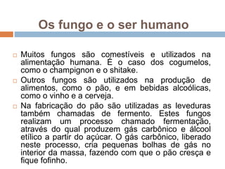 Os fungo e o ser humano
 Muitos fungos são comestíveis e utilizados na
alimentação humana. É o caso dos cogumelos,
como o champignon e o shitake.
 Outros fungos são utilizados na produção de
alimentos, como o pão, e em bebidas alcoólicas,
como o vinho e a cerveja.
 Na fabricação do pão são utilizadas as leveduras
também chamadas de fermento. Estes fungos
realizam um processo chamado fermentação,
através do qual produzem gás carbônico e álcool
etílico a partir do açúcar. O gás carbônico, liberado
neste processo, cria pequenas bolhas de gás no
interior da massa, fazendo com que o pão cresça e
fique fofinho.
 