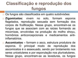 Classificação e reprodução dos
fungos
 Os fungos são classificados em quatro subdivisões:
 Zigomicetos: vivem no solo, formam esporos
flagelados, reprodução sexuada sem formação dos
corpos de frutificação. Nesse grupo, encontram-se os
fungos que se associam com as raízes formando as
micorrizas, envolvidas na produção do molho shoyu,
hormônios anticoncepcionais e medicamentos anti-
inflamatórios.
 Ascomicetos – formam o asco, estrutura produtora de
esporos. O principal modo de reprodução dos
ascomicetos é o assexuado, sendo por brotamento nos
seres unicelulares e por esporulação nos pluricelulares.
Nesse grupo, encontram-se as leveduras, os fungos
 