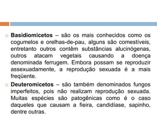  Basidiomicetos – são os mais conhecidos como os
cogumelos e orelhas-de-pau, alguns são comestíveis,
entretanto outros contêm substâncias alucinógenas,
outros atacam vegetais causando a doença
denominada ferrugem. Embora possam se reproduzir
assexuadamente, a reprodução sexuada é a mais
freqüente.
 Deuteromicetos – são também denominados fungos
imperfeitos, pois não realizam reprodução sexuada.
Muitas espécies são patogênicas como é o caso
daqueles que causam a fieira, candidíase, sapinho,
dentre outras.
 