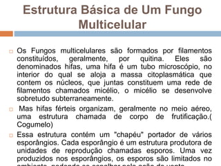Estrutura Básica de Um Fungo
Multicelular
 Os Fungos multicelulares são formados por filamentos
constituídos, geralmente, por quitina. Eles são
denominados hifas, uma hifa é um tubo microscópio, no
interior do qual se aloja a massa citoplasmática que
contem os núcleos, que juntas constituem uma rede de
filamentos chamados micélio, o micélio se desenvolve
sobretudo subterraneamente.
 Mas hifas férteis organizam, geralmente no meio aéreo,
uma estrutura chamada de corpo de frutificação.(
Cogumelo)
 Essa estrutura contém um "chapéu" portador de vários
esporângios. Cada esporângio é um estrutura produtora de
unidades de reprodução chamadas esporos. Uma vez
produzidos nos esporângios, os esporos são limitados no
 