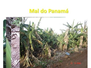 Mal do Panamá
 