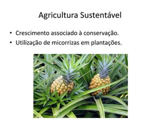 Agricultura Sustentável
• Crescimento associado à conservação.
• Utilização de micorrizas em plantações.
 