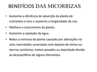 BENEFÍCIOS DAS MICORRIZAS
• Aumenta a eficiência de absorção da planta de
nutrientes e íons e aumenta a longevidade da raiz.
• Melhora o crescimento da planta.
• Aumenta a captação da água .
• Reduz o estresse da planta causado por alterações no
solo; toxicidades associadas com dejetos de minas ou
aterros sanitários; metais pesados ou toxicidade devido
ao desequilíbrio de alguns elementos.
 
