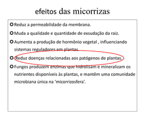 efeitos das micorrizas
Reduz a permeabilidade da membrana.
Muda a qualidade e quantidade de exsudação da raiz.
Aumenta a produção de hormônio vegetal , influenciando
sistemas reguladores em plantas.
 Reduz doenças relacionadas aos patógenos de plantas.
Fungos produzem enzimas que hidrolisam e mineralizam os
nutrientes disponíveis às plantas, e mantêm uma comunidade
microbiana única na ‘micorrizosfera’.
 