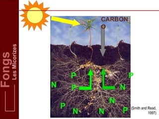 N
P
N
N
N
P
P
P
(Smith and Read,
1997)
CARBON
O
Fongs
LesMicorizes
N P
 