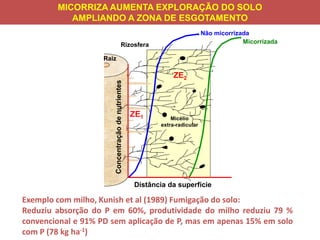 Micélio
extra-radicular
Rizosfera
Distância da superfície
Raiz
Concentraçãodenutrientes
ZE1
ZE2
Micorrizada
Não micorrizada
Exemplo com milho, Kunish et al (1989) Fumigação do solo:
Reduziu absorção do P em 60%, produtividade do milho reduziu 79 %
convencional e 91% PD sem aplicação de P, mas em apenas 15% em solo
com P (78 kg ha-1)
MICORRIZA AUMENTA EXPLORAÇÃO DO SOLO
AMPLIANDO A ZONA DE ESGOTAMENTO
 