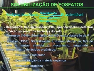 SOLUBILIZAÇÃO DE FOSFATOS
Fosfatos Insolúveis Pi assimilávelSolubilização
Plantas (exsudatos)
Microrganismos
- Descoberta: Século passado (1908) quando Sackett detectou
a “Ação solvente” de bactérias do solo
o
-
 