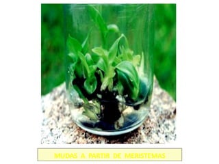 MUDAS A PARTIR DE MERISTEMAS
 