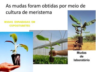MUDAS ENRAIZADAS EM
COPOS/TUBETES
Mudas
de
laboratório
As mudas foram obtidas por meio de
cultura de meristema
 