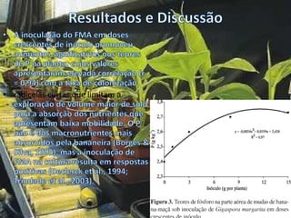 • radicelas curtas que limitam a
 