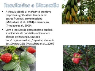 • A inoculação de G. margarita promove
respostas significativas também em
outras fruteiras, como macieira
(Matsubara et al., 2004) e mamoeiro
(Trindade et al., 2000).
• Com a inoculação dessa mesma espécie,
a incidência de podridão-radicular em
plantas de morango, causada
por F. oxysporum f.sp. fragariae, diminuiu
de 100 para 22% (Matsubara et al., 2004)
 
