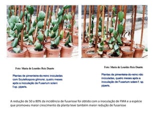 Foto: Maria de Lourdes Reis Duarte
Plantas de pimenteira-do-reino inoculadas
com Scutellospora gilmorei, quatro meses
após a inoculação de Fusarium solani
f.sp. piperis.
Foto: Maria de Lourdes Reis Duarte
Plantas de pimenteira-do-reino não
inoculadas, quatro meses após a
inoculação de Fusarium solani f. sp.
piperis.
A redução de 50 a 80% da incidência de fusariose foi obtido com a inoculação de FMA e a espécie
que promoveu maior crescimento da planta teve também maior redução de fusariose
 