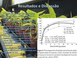controle integrado de doenca de banana