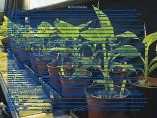 controle integrado de doenca de banana