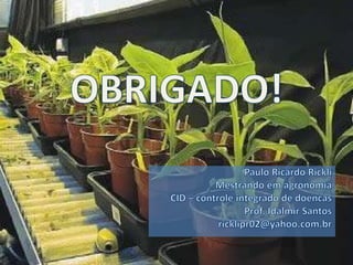 controle integrado de doenca de banana