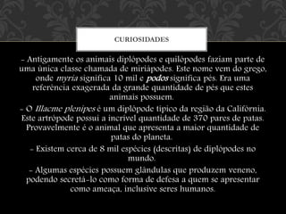 - Antigamente os animais diplópodes e quilópodes faziam parte de
uma única classe chamada de miriápodes. Este nome vem do grego,
onde myria significa 10 mil e podos significa pés. Era uma
referência exagerada da grande quantidade de pés que estes
animais possuem.
- O Illacme plenipes é um diplópode típico da região da Califórnia.
Este artrópode possui a incrível quantidade de 370 pares de patas.
Provavelmente é o animal que apresenta a maior quantidade de
patas do planeta.
- Existem cerca de 8 mil espécies (descritas) de diplópodes no
mundo.
- Algumas espécies possuem glândulas que produzem veneno,
podendo secretá-lo como forma de defesa a quem se apresentar
como ameaça, inclusive seres humanos.
CURIOSIDADES
 